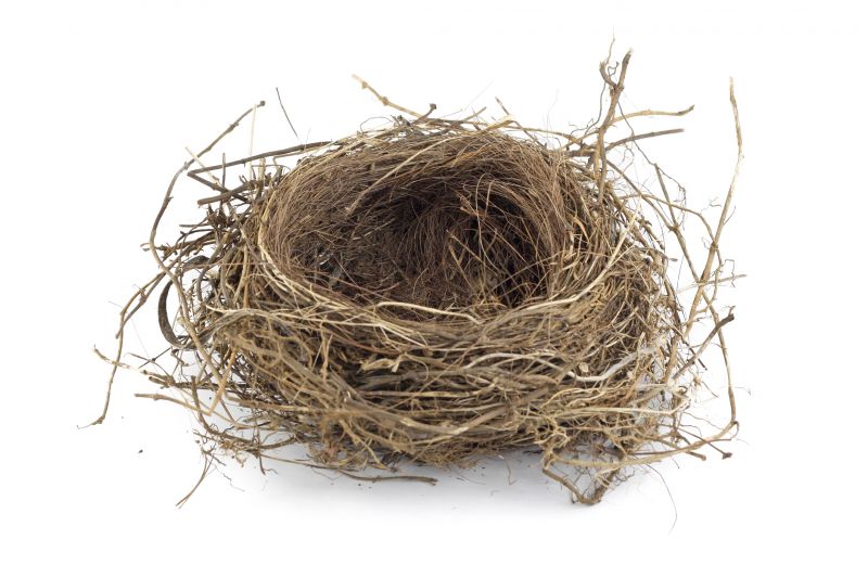 Bird Nests In Vents And Eaves: Why Safe Removal And Prevention Are Important