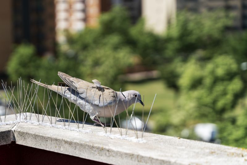 Bird Spikes Installation Costs — Cost of Bird Spikes Installation