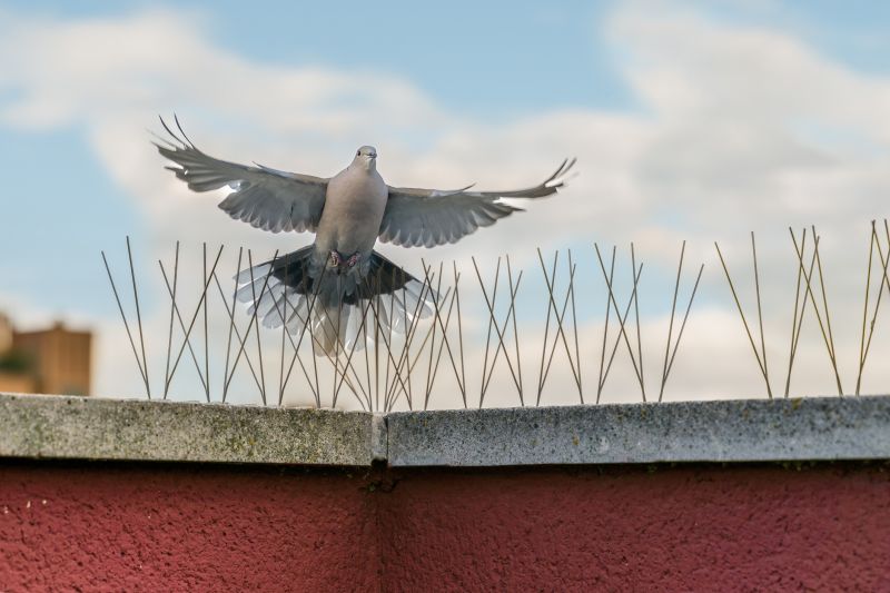 Bird Spikes Installation Costs — Cost of Bird Spikes Installation