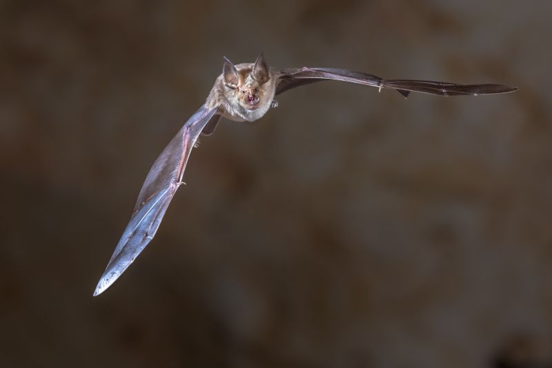 Health Risks Associated With Birds And Bats On Your Property