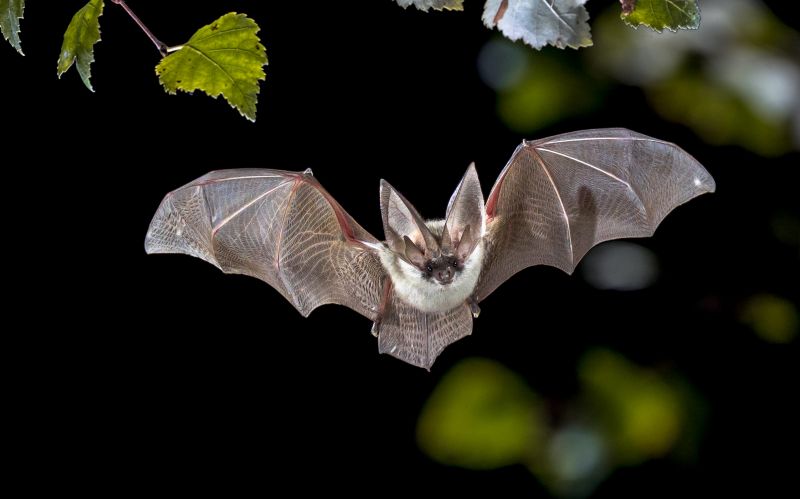 Signs Your Property Needs Bird Or Bat Pest Control Services