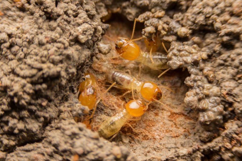 Termites Extermination