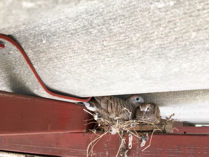 When Bird Nests Become A Ventilation And Fire Safety Issue