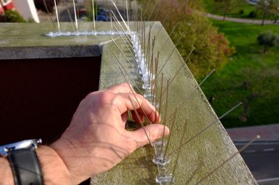 Avoid Damage to Your Property from Birds with Bird Spikes Installation!