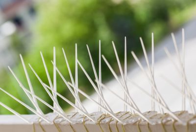 Deter Birds Safely with Bird Spikes Installation!